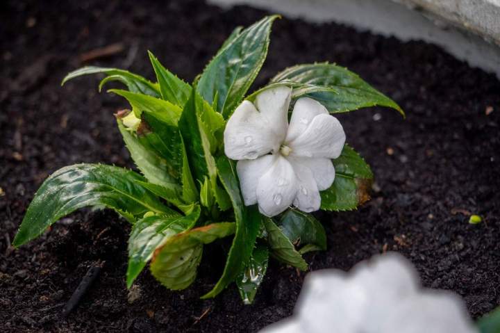 Paysagiste à Bergerac